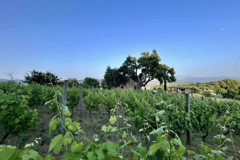 Farm hus i Roccastrada, Grosseto, Roccastrada - € 1.300.000 | Ref: GRO01-797547 - foto 26