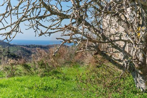 Farm i Monchique, Faro, Monchique - € 1.392.000 | Ref: Qt-967 - foto 16