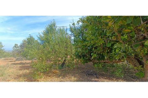 Villa i Tunes, Faro, Tunes - € 725.000 | Ref: MOR_397-TR - foto 16