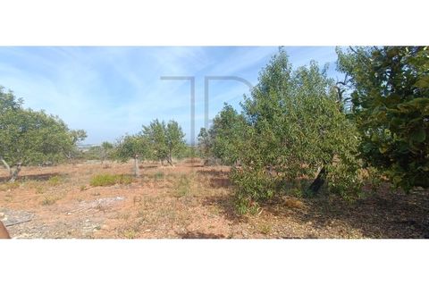 Villa i Tunes, Faro, Tunes - € 725.000 | Ref: MOR_397-TR - foto 17
