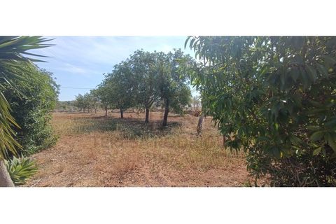 Villa i Tunes, Faro, Tunes - € 725.000 | Ref: MOR_397-TR - foto 18