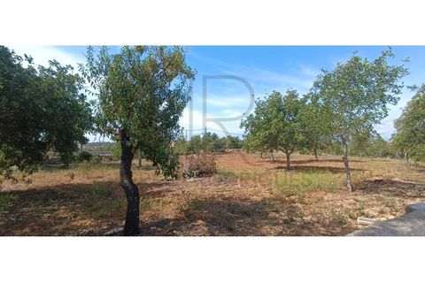 Villa i Tunes, Faro, Tunes - € 725.000 | Ref: MOR_397-TR - foto 19