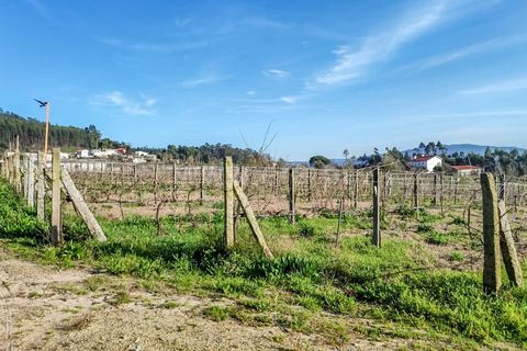 Helårsgrund i Barcelos, Braga, Barcelos - € 435.000 | Ref: 254260195 - foto 4