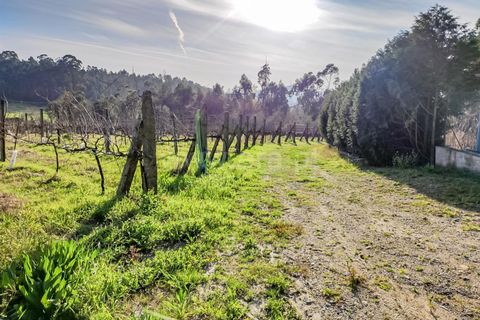 Helårsgrund i Barcelos, Braga, Barcelos - € 435.000 | Ref: 254260195 - foto 5