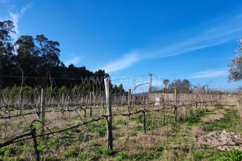 Helårsgrund i Barcelos, Braga, Barcelos - € 435.000 | Ref: 254260195 - foto 13