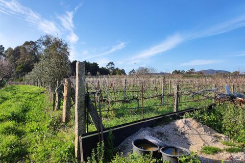 Helårsgrund i Barcelos, Braga, Barcelos - € 435.000 | Ref: 254260195 - foto 18