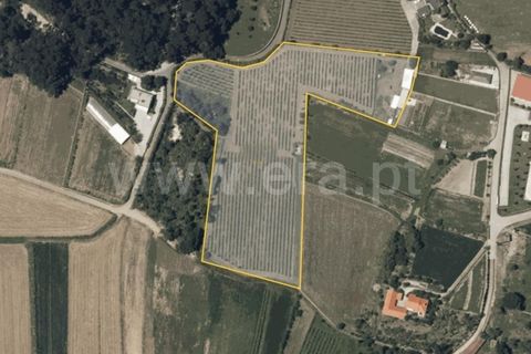 Helårsgrund i Barcelos, Braga, Barcelos - € 435.000 | Ref: 254260195 - foto 21