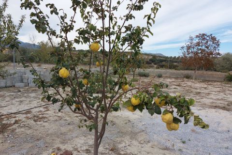 Landejendom i Caniles, Granada, Caniles - € 139.500 | Ref: IZ-G2063 - foto 26