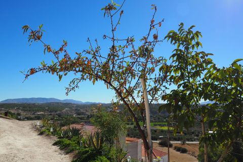 Cave house i Benamaurel, Granada, Benamaurel - € 129.500 | Ref: IZ-G2069 - foto 2