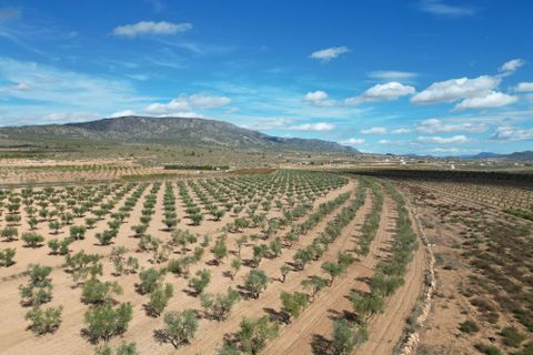 Terra a Lel, Alicante, Lel - € 49.950 | Ref: IZ-540-EXIZ - foto 12