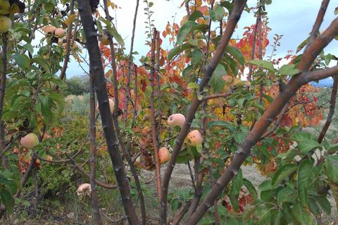 Landejendom i Caniles, Granada, Caniles - € 226.000 | Ref: IZ-581-G - foto 16