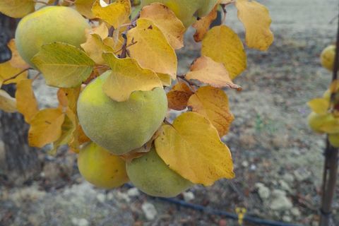 Landejendom i Caniles, Granada, Caniles - € 226.000 | Ref: IZ-581-G - foto 17
