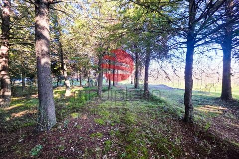 Farm i Meda, Guarda, Meda - € 190.000 | Ref: 495/MDA - foto 5