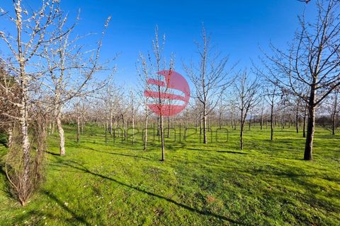 Farm i Meda, Guarda, Meda - € 190.000 | Ref: 495/MDA - foto 6