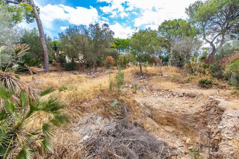 Terra a Bendinat, Mallorca, Bendinat - € 3.100.000 | Ref: FALC-Nep-63023 - foto 6
