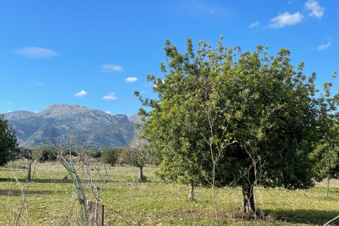 Terra a Moscari, Mallorca, Moscari - € 519.000 | Ref: 83024 - foto 3