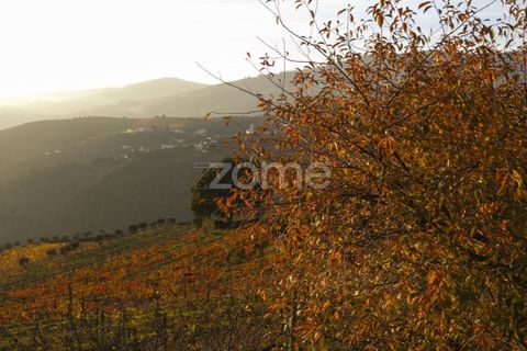 Farm i Vila Real, Vila Real, Vila Real - € 1.553.500 | Ref: ZMPT584068 - foto 21