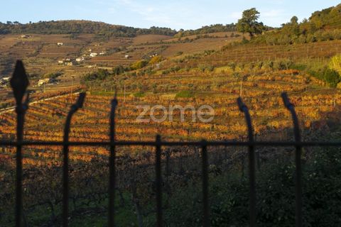 Farm i Vila Real, Vila Real, Vila Real - € 1.553.500 | Ref: ZMPT584068 - foto 23