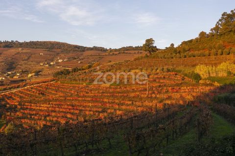 Farm i Vila Real, Vila Real, Vila Real - € 1.553.500 | Ref: ZMPT584068 - foto 24