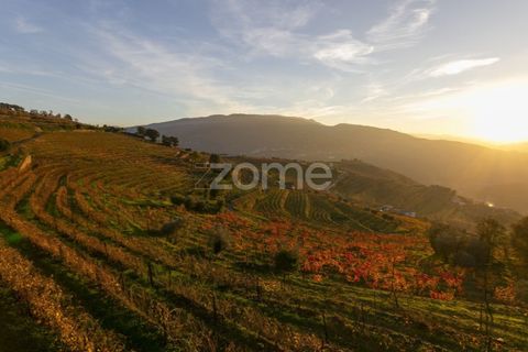 Farm i Vila Real, Vila Real, Vila Real - € 1.553.500 | Ref: ZMPT584068 - foto 25