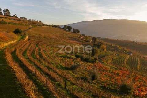 Farm i Vila Real, Vila Real, Vila Real - € 1.553.500 | Ref: ZMPT584068 - foto 26