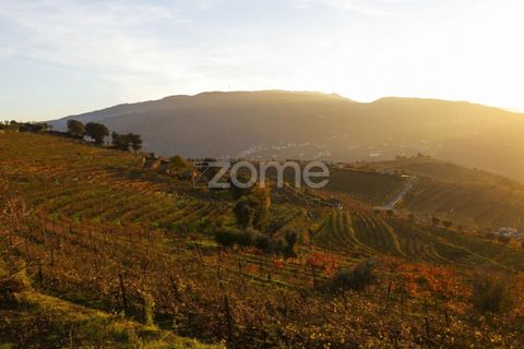 Farm i Vila Real, Vila Real, Vila Real - € 1.553.500 | Ref: ZMPT584068 - foto 29