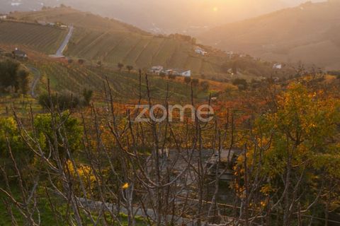 Farm i Vila Real, Vila Real, Vila Real - € 1.553.500 | Ref: ZMPT584068 - foto 34