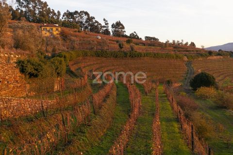 Farm i Vila Real, Vila Real, Vila Real - € 1.553.500 | Ref: ZMPT584068 - foto 35