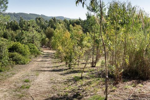 Helårsgrund i Nazare, Leiria, Nazare - € 139.000 | Ref: 63103 - foto 3