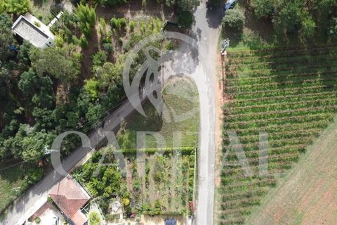 Helårsgrund i Bombarral, Leiria, Bombarral - € 39.000 | Ref: 70031 - foto 12