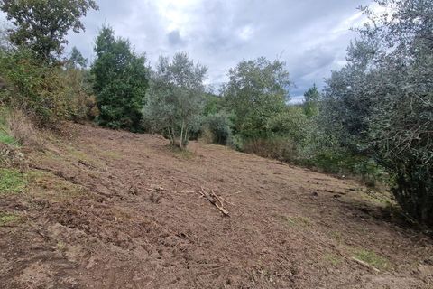 Terra a Tabua, Coimbra, Tabua - € 34.500 | Ref: 61668 - foto 7