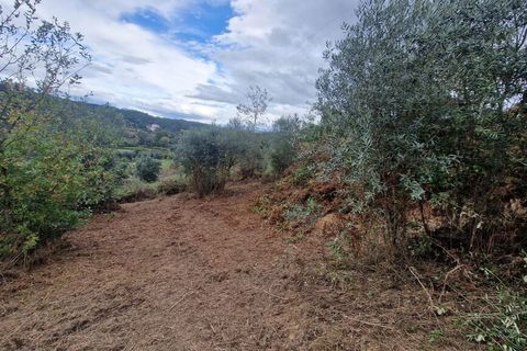 Terra a Tabua, Coimbra, Tabua - € 34.500 | Ref: 61668 - foto 9