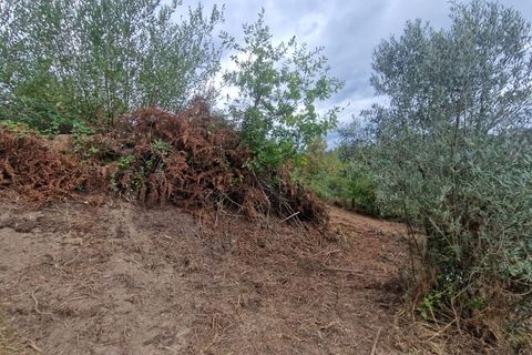 Terra a Tabua, Coimbra, Tabua - € 34.500 | Ref: 61668 - foto 11
