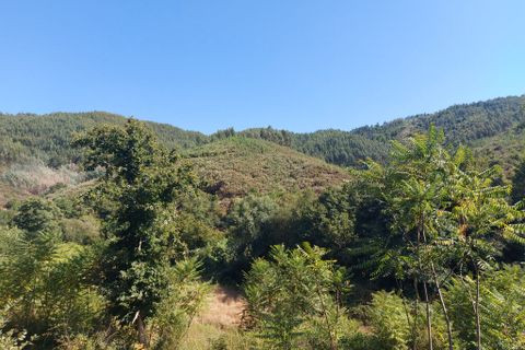 Terra a Arganil, Coimbra, Arganil - € 13.000 | Ref: 65800 - foto 3