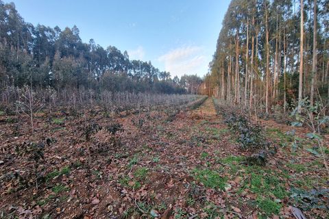 Helårsgrund i Tabua, Coimbra, Tabua - € 16.500 | Ref: 63785 - foto 4