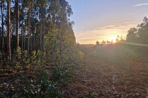 Helårsgrund i Tabua, Coimbra, Tabua - € 16.500 | Ref: 63785 - foto 5