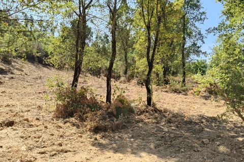 Terra a Arganil, Coimbra, Arganil - € 22.500 | Ref: 65847 - foto 4