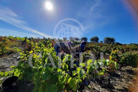 Helårsgrund i Tabuaco, Viseu, Tabuaco - € 30.000 | Ref: 70114 - foto 1