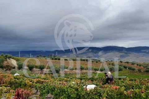 Helårsgrund i Tabuaco, Viseu, Tabuaco - € 30.000 | Ref: 70114 - foto 3