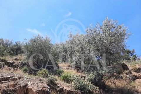 Helårsgrund i Tabuaco, Viseu, Tabuaco - € 45.000 | Ref: 70121 - foto 2