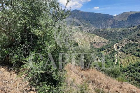 Helårsgrund i Tabuaco, Viseu, Tabuaco - € 45.000 | Ref: 70121 - foto 6