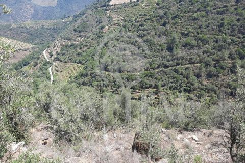 Helårsgrund i Tabuaco, Viseu, Tabuaco - € 45.000 | Ref: 70121 - foto 10