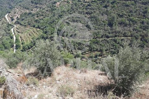 Helårsgrund i Tabuaco, Viseu, Tabuaco - € 45.000 | Ref: 70121 - foto 12