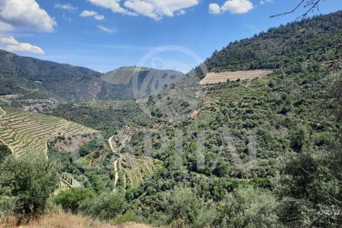 Helårsgrund i Tabuaco, Viseu, Tabuaco - € 45.000 | Ref: 70121 - foto 13