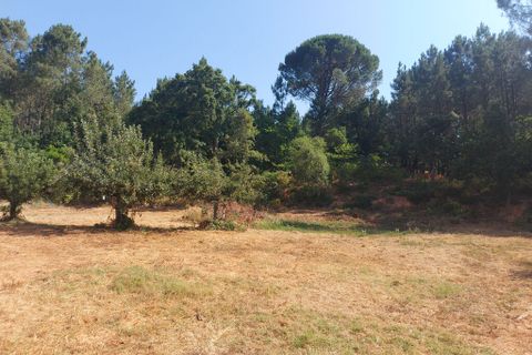 Tomt i Arganil, Coimbra, Arganil - € 55 000 | Ref: 61493 - foto 4