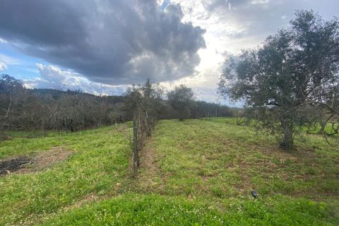 Farm i Tabua, Coimbra, Tabua - € 69.500 | Ref: 64275 - foto 13