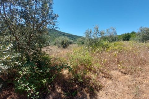 Helårsgrund i Arganil, Coimbra, Arganil - € 15.000 | Ref: 65796 - foto 4
