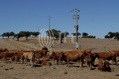 Landejendom i Redondo, Evora, Redondo - € 2.985.500 | Ref: 79765 - foto 22