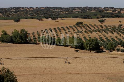 Landejendom i Redondo, Evora, Redondo - € 2.985.500 | Ref: 79765 - foto 23