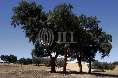 Landejendom i Redondo, Evora, Redondo - € 2.985.500 | Ref: 79765 - foto 25